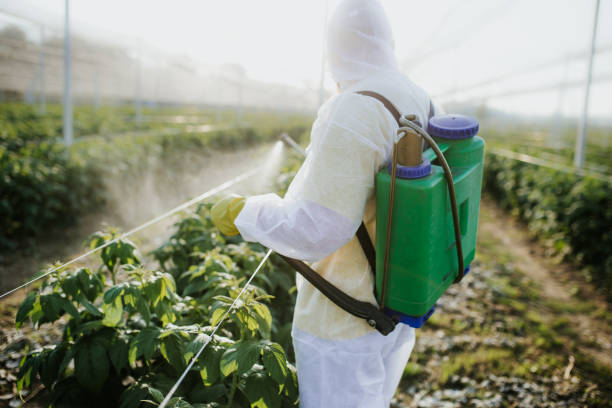 Best Mosquito Control Services  in Cordes Lakes, AZ